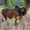 Shahiwal Bull 450 kg (550 per kg live weight)