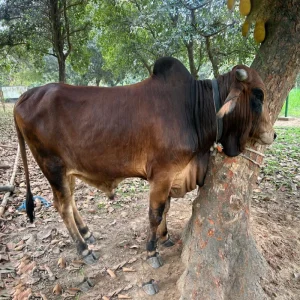 Shahiwal Bull 450 kg (550 per kg live weight)