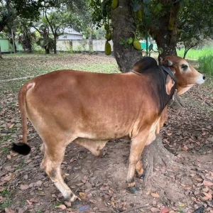 Shahiwal Bull 400 kg (550 per kg live weight)