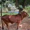 Shahiwal Heifer 300 KG (+/-)