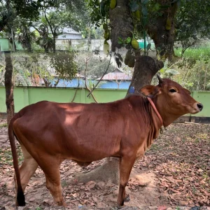 Shahiwal Heifer 300 KG (+/-)