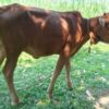 Shahiwal Heifer