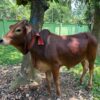 Sahiwal Bull 225 kg (550 per kg live weight)
