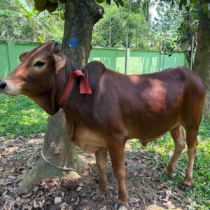 Sahiwal Bull 225 kg (550 per kg live weight)