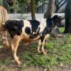 Friesian Bull 318 kg