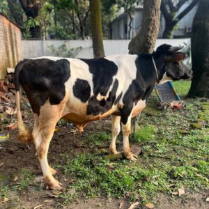 Friesian Bull 318 kg